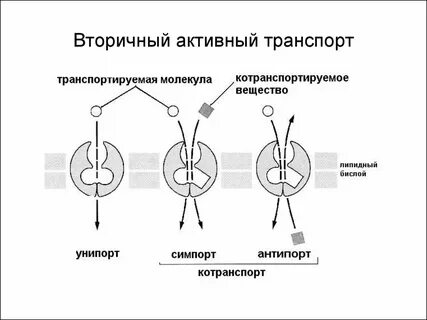 Примеры первичного транспорта