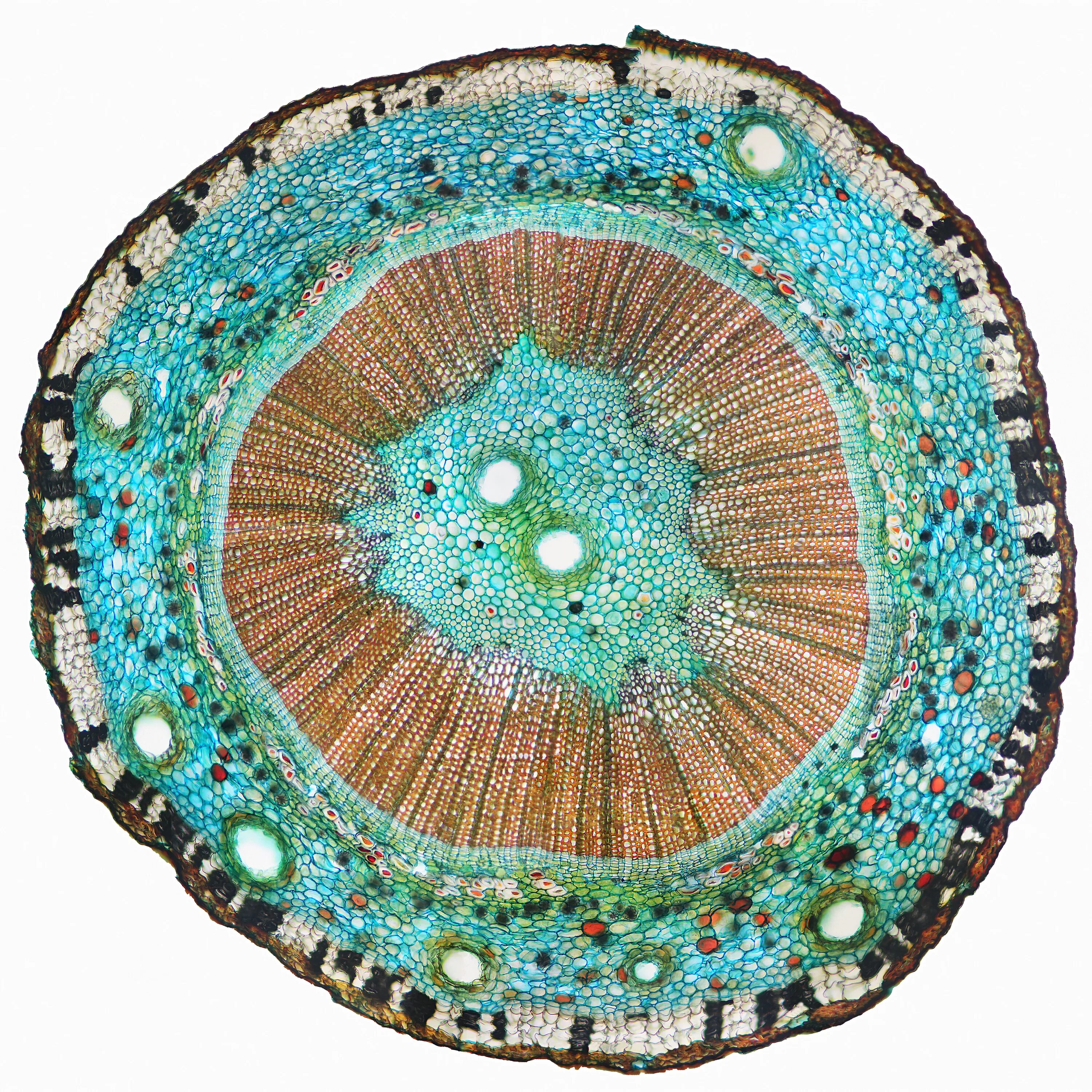 поперечный срез травянистого двудольного растения. поперечный срез стебля тыквы. стеблевая паренхима. поперечный срез стебля микроскоп. воздухоносная паренхима аэренхима.