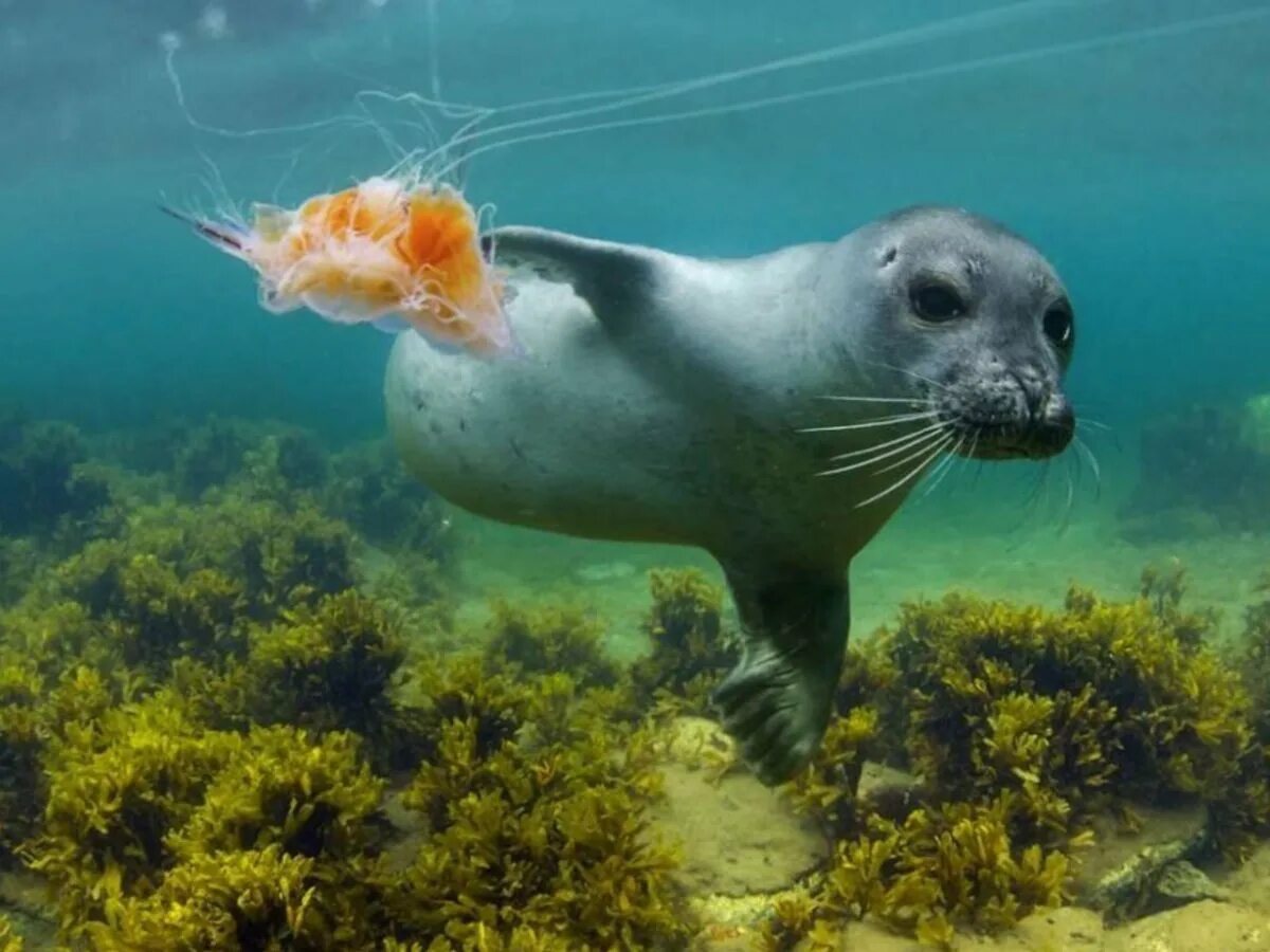 Животные мирового океана. Морские черепахи тихого океана. Марса алам дельфины. Морские обитатели. Подводные животные.