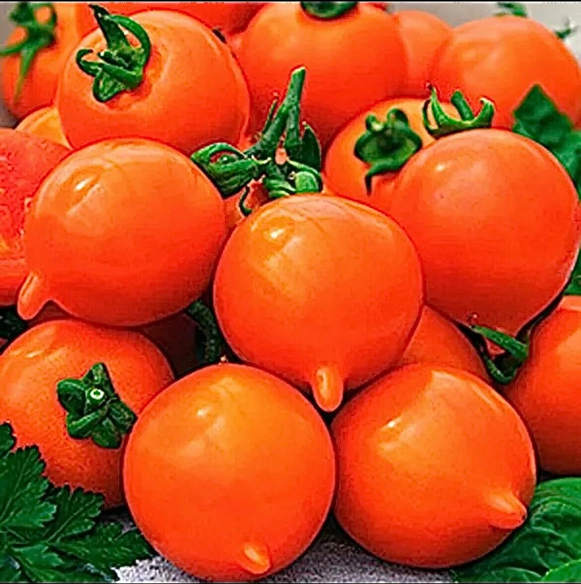 аэлита помидоры смайлик. помидоры карлик f1. смайлик томат отзывы характеристика. томат смайлик аэлита. помидор смайлик семена.