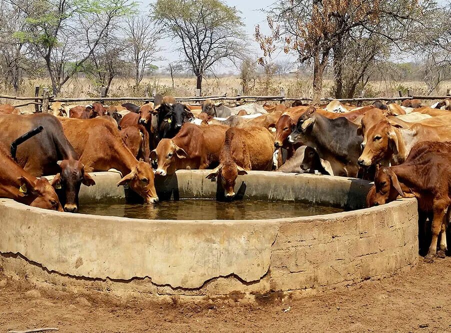 Телята пьют воду. Питье скота. Корова пьет воду. Корыто для водопоя скота. Корова пьет.