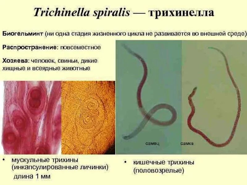 Трихинеллез источник. Трихинеллез способ заражения. Трихинеллез эпидемиология. Трихинелла источник заражения. Трихинеллез механизм заражения.