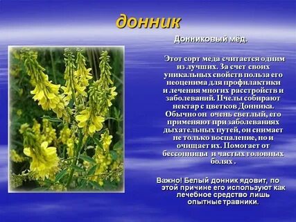 Донник желтый применение