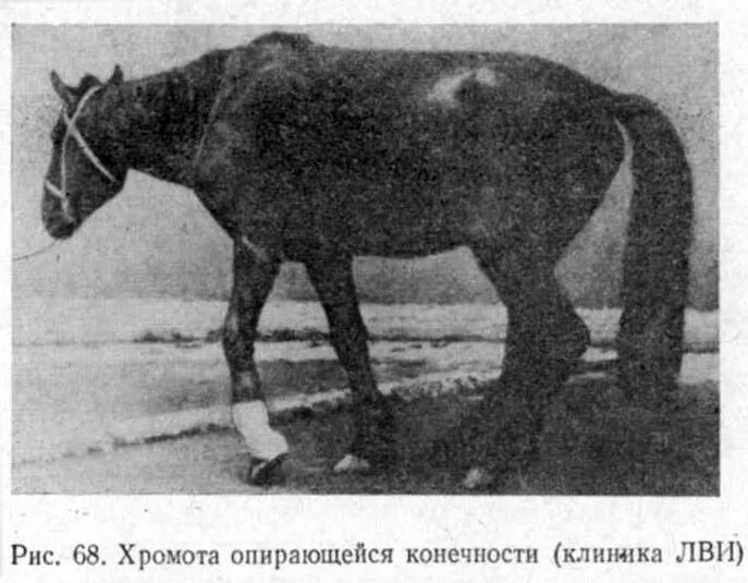 Травма крс. Хромота опирающейся конечности у коровы. хромота висячей конечности у лошади. болезни конечностей у крс.