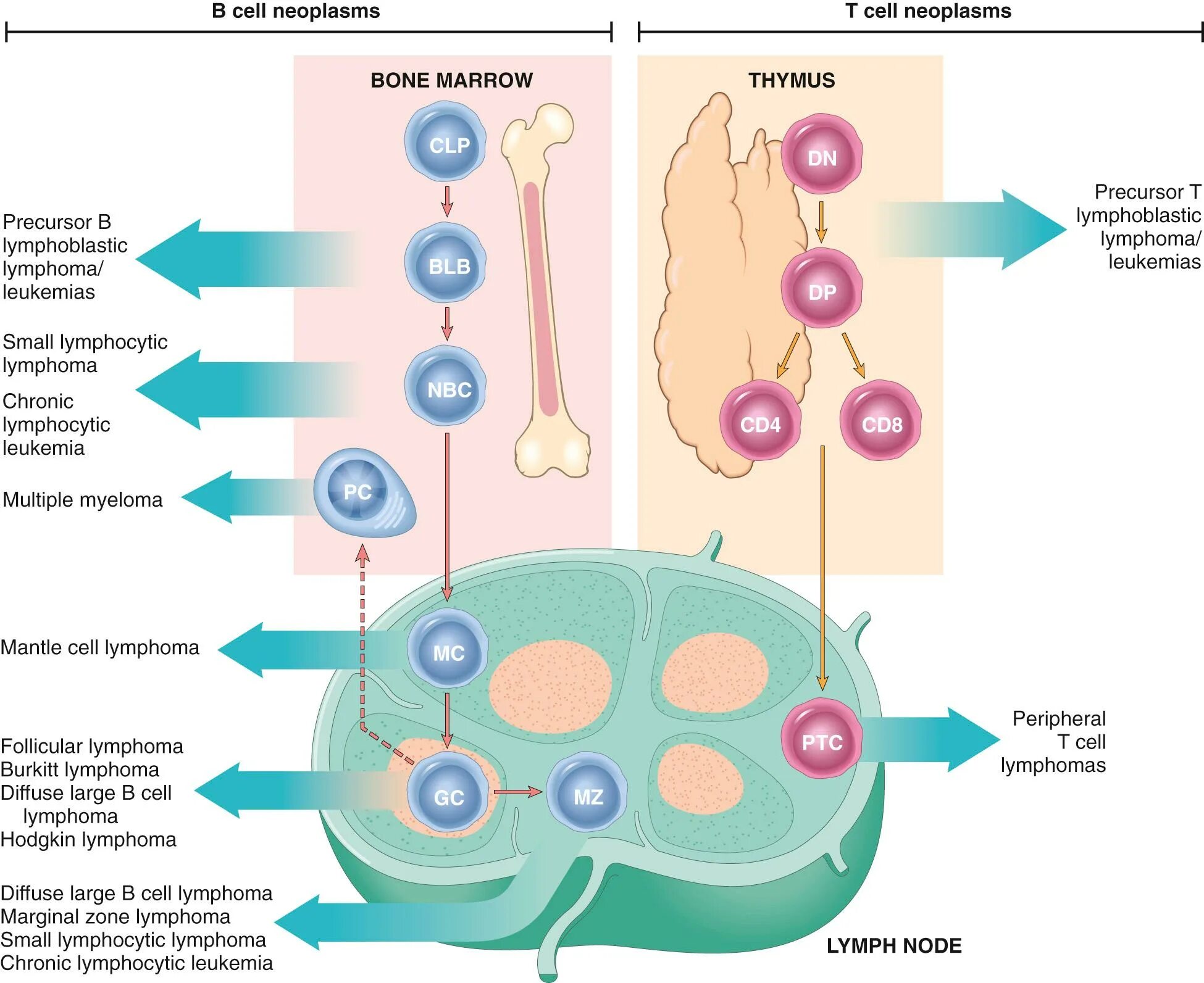 Cell path