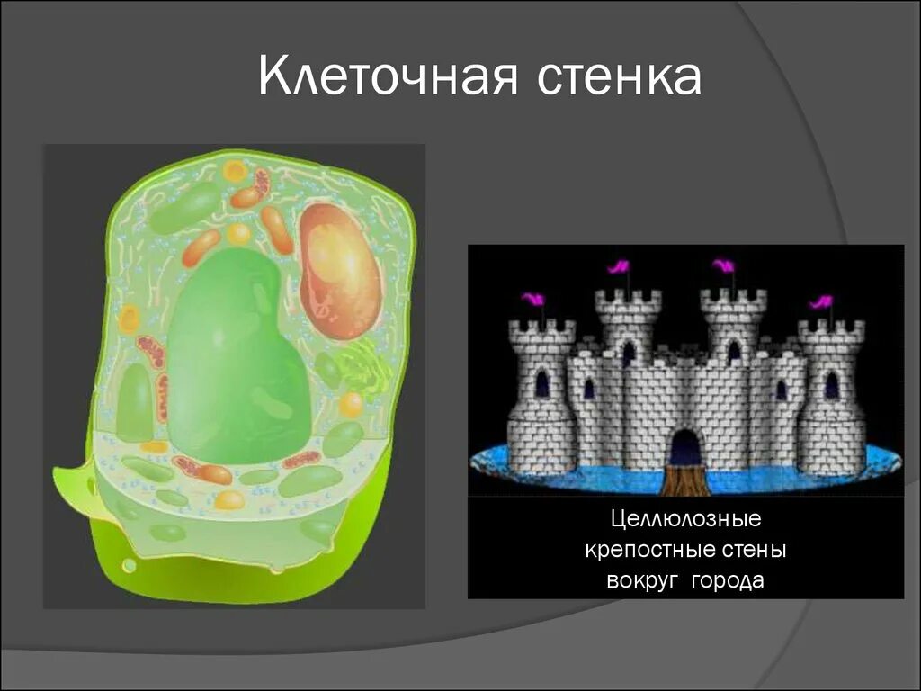 Стенка растительной клетки состоит из. Клеточная стенка. Клеточная стенка растительной клетки. Строение клеточной стенки растений. Клеточная стенка рисунок.