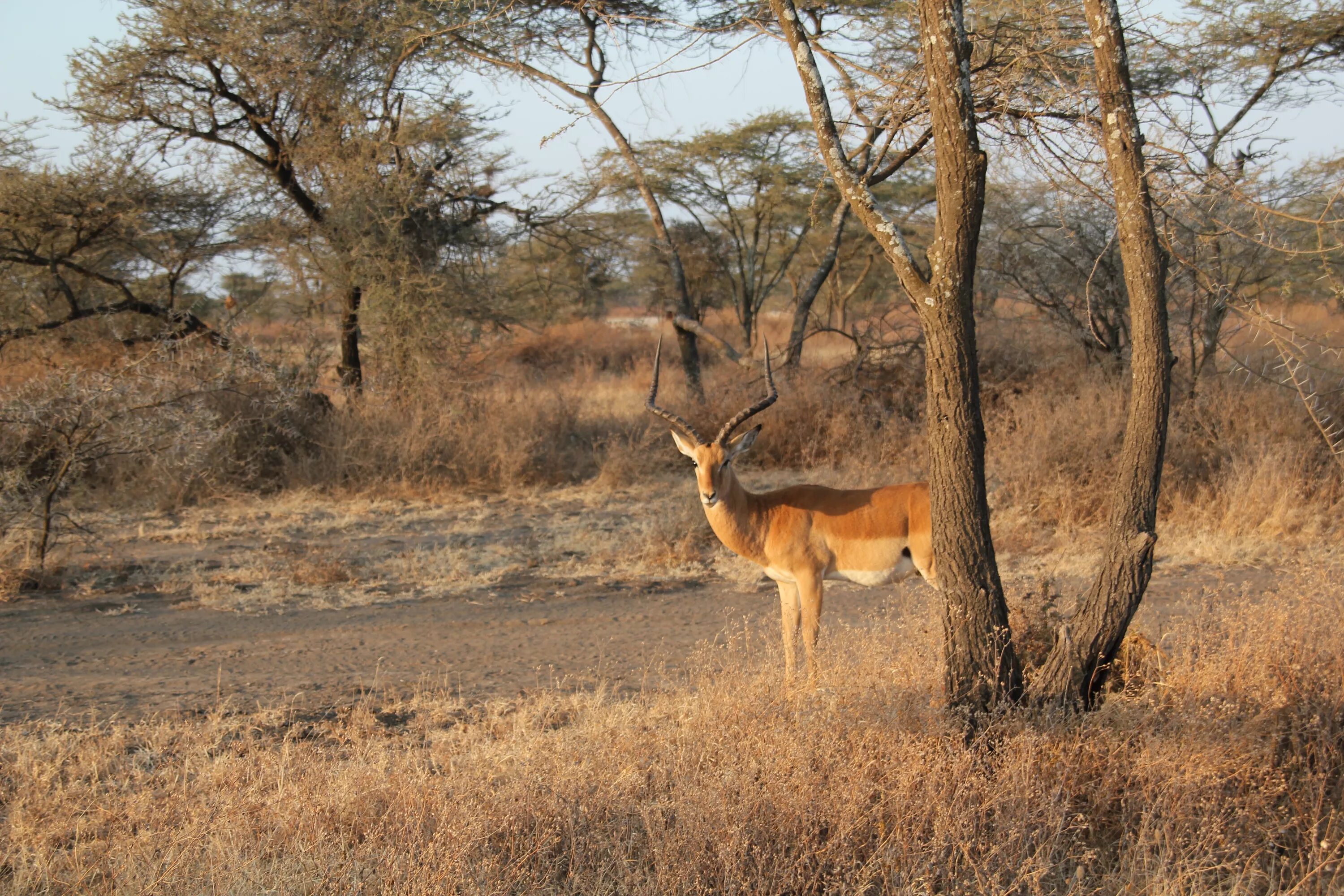Африка пустыня саванна джунгли. В жаркой саванне. В жаркой саванне. Саванны редколесья и кустарники. Рассвет в африке.