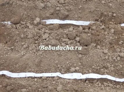 Как правильно сажать морковь в открытый грунт