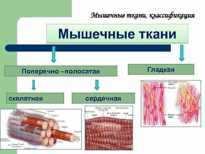 Мышечная ткань характеризуется. Схема классификации мышечной ткани. Поперечно-полосатая мышечная ткань классификация мышечной ткани. Классификация гладкой и поперечнополосатой ткани. Строение гладкой и поперечно полосатой ткани.