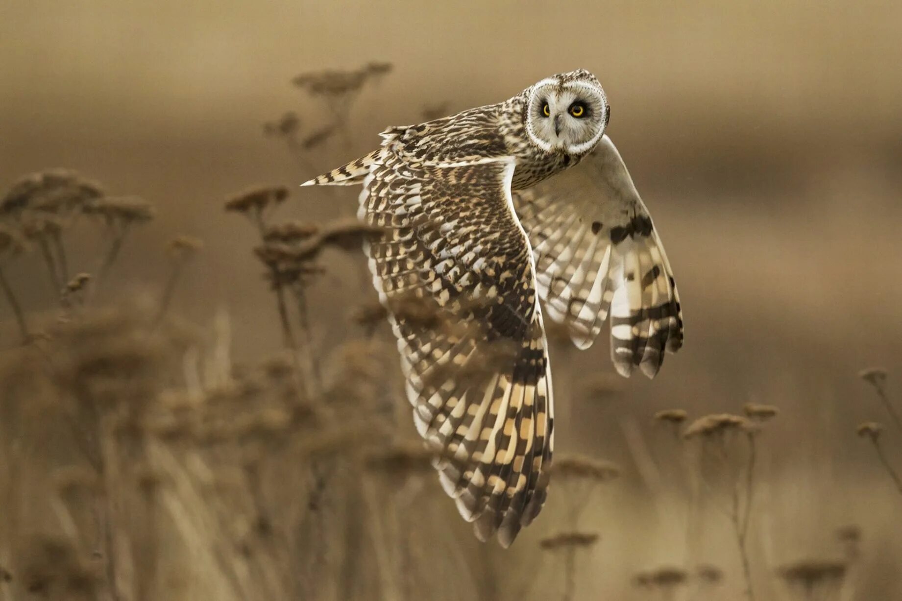 Wildlife ответы. Болотная Сова. Сова в полете. Сова в природе. Болотная Сова в полете.