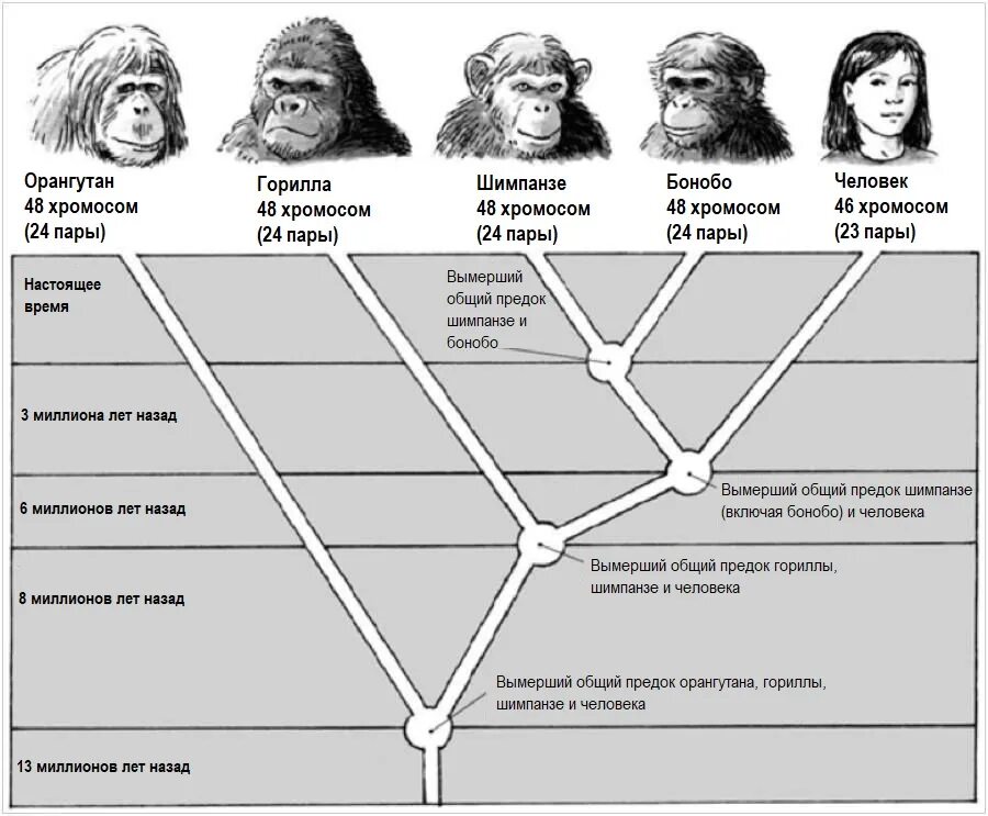 Хомо сапиенс сколько лет существует. Эволюционное Древо гоминид. Филогенетическое дерево гоминид. Эволюция обезьяны и гоминида. Эволюционное Древо приматов.