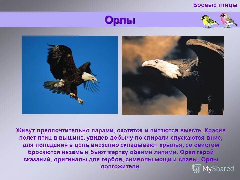Орел птица сообщение. Орел презентация. Презентация на тему Орел. Информация о Орле. Орел птица доклад.