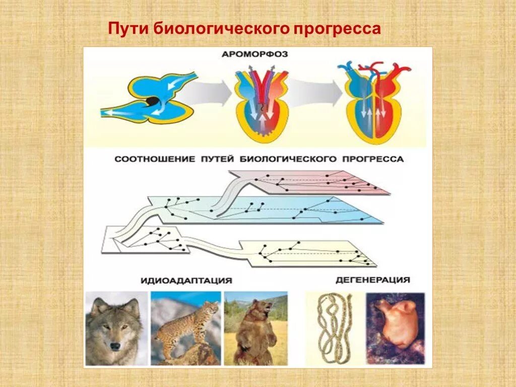 Биологический Прогресс ароморфоз идиоадаптация дегенерация. Основные пути и направления эволюции. Пути биологического прогресса. Пути биологического прогресса ароморфоз идиоадаптация и дегенерация.