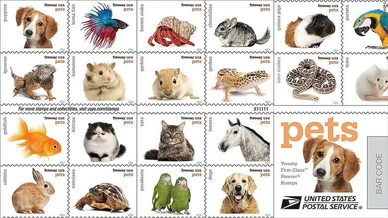 Pets in zetland. Popular Pets. Pet stamp. Звезды и их питомцы. Collect all Pets! Название.
