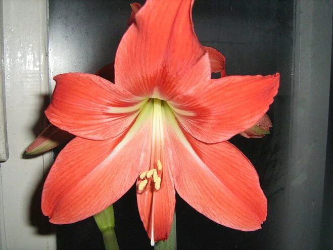Цветок похож на лилию на толстом стебле. Hippeastrum striatum. Большой красный цветок на толстом стебле. Цветы похожие на лилии на толстом стебле. Цветок похожий на лилию на толстом стебле.