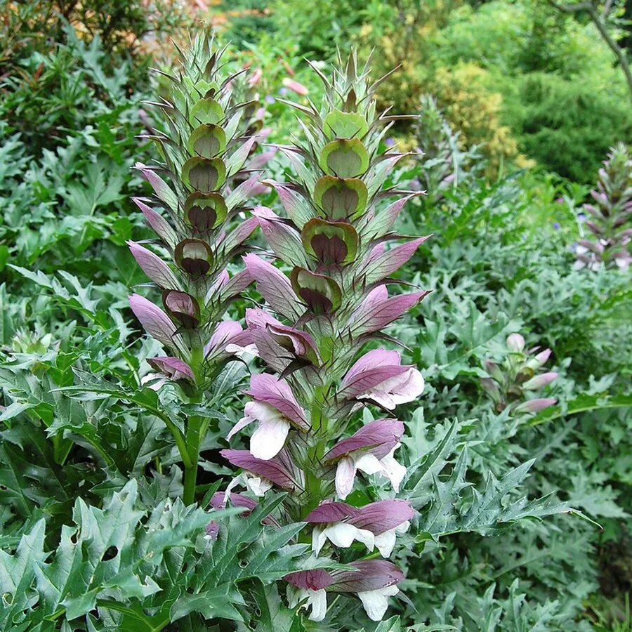 Акант балканский. Акант растение. Акант моллис (acanthus mollis). Акант растение. Акант растение.