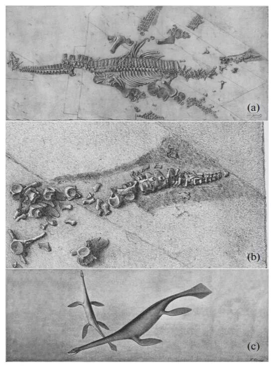 Череп плезиозавра. Плезиозавр останки. Хвост плезиозавра. Плезиозавр скелет.