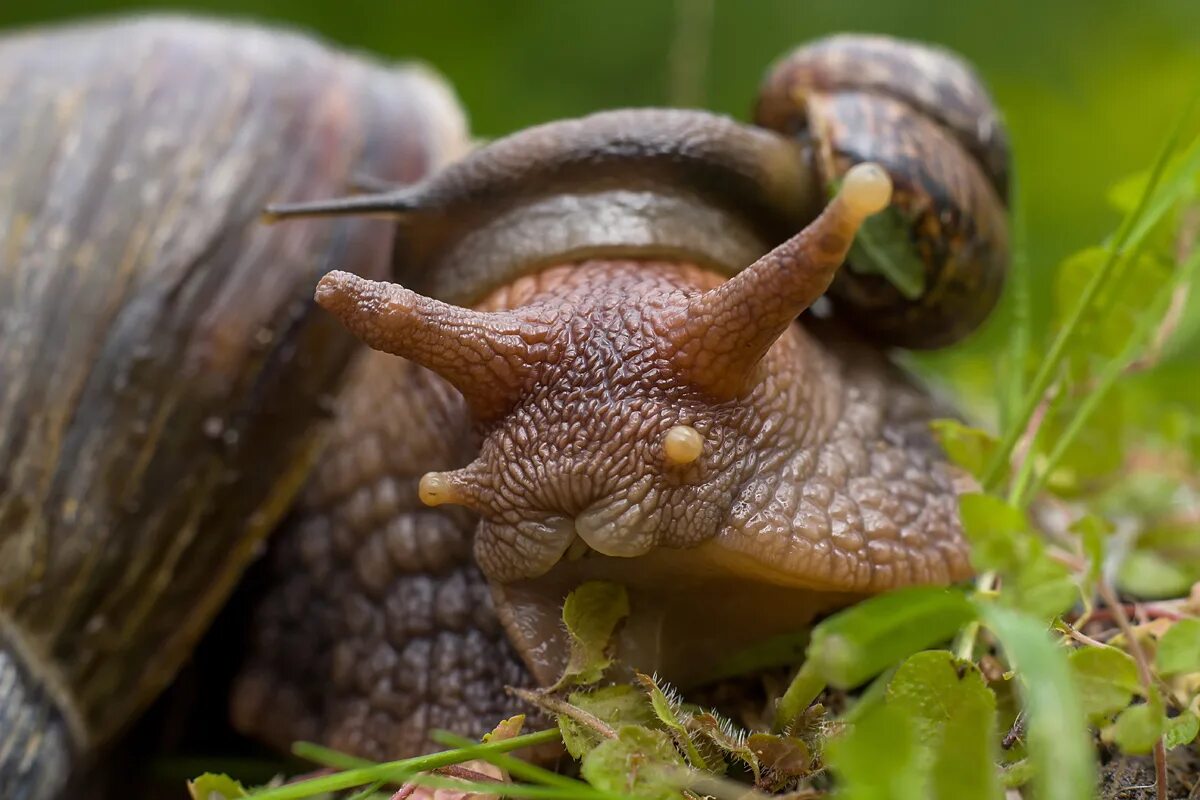 брюхоногие моллюски ахатина. улитки ахатины. глаза улитки. глаза улитки. улитка ахатина глаза.