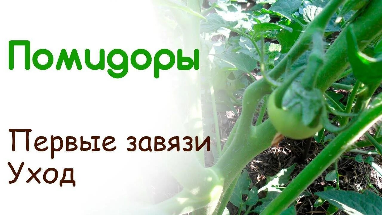 Томат усыпанный плоды с носиком. Фитофтороза картофеля. Чем опрыскать помидоры для завязи в теплице. Завязь для томатов. Чем побрызгать томаты для завязи.