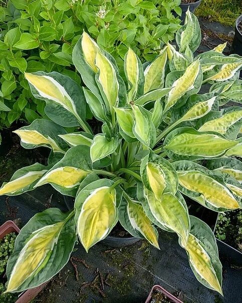 Хоста лемон снэп. Hosta gypsy lemon. хоста gypsy lemon. хоста лемон лайм. хоста джипси.