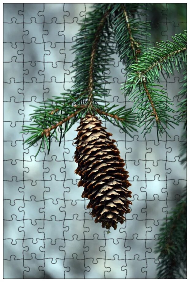 Сосна ламберта шишки. Еловые шишки. Шишка еловая и сосновая. Шишка ели. Ель обыкновенная хвоинки.