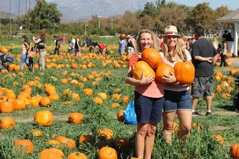 Pumpkin patch