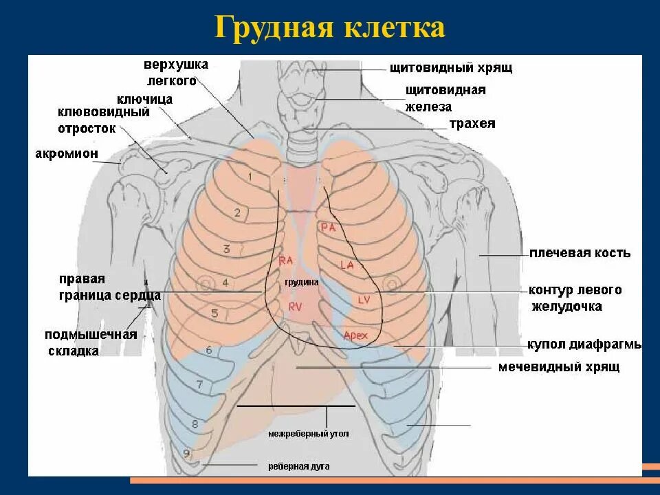 Строение грудной клетки женщины анатомия с органами. Анатомия человека грудная клетка внутренние органы. Местоположение легких