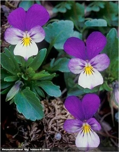 Виола трехцветная. Взгляни на эту трехцветную фиалку. Фиалка трёхцветная анютины глазки. Эльпомея трёхцветная. Анютины глазки.