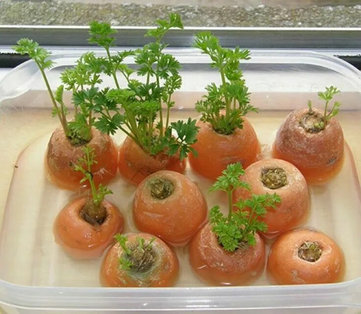Можно растить