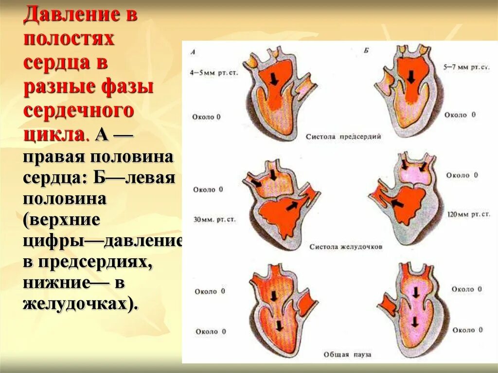 Схема сердечного цикла физиология. Давление в предсердиях и желудочках в разные фазы сердечного цикла. Фазы сердечного цикла и давление в полостях сердца:. Давление крови в полостях сердца в различные фазы сердечного цикла. Систола левого предсердия