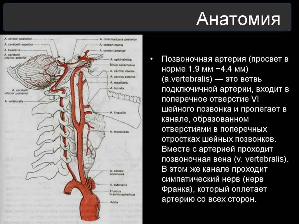 Синдром позвоночной артерии с4. Анатомический стеноз позвоночной артерии. V3 сегмент позвоночной артерии. Сегменты v3 v4 позвоночной артерии. Статья артерия жизни по дну чего