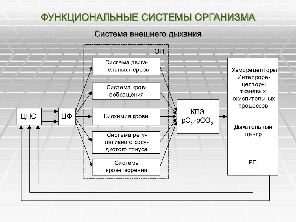 Общая характеристика функциональной системы дыхания. Функциональные системы организма схема. Схема функциональной системы дыхания. Функциональная схема подсистемы.