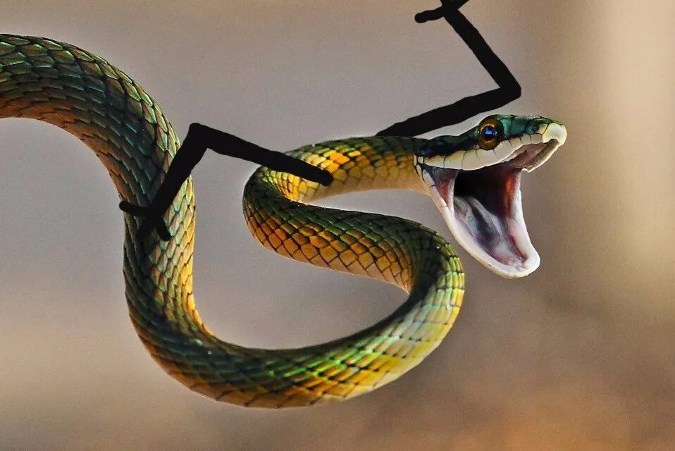 забавная змея. забавные змеи. змея на руке. змея улыбается. забавная змея.