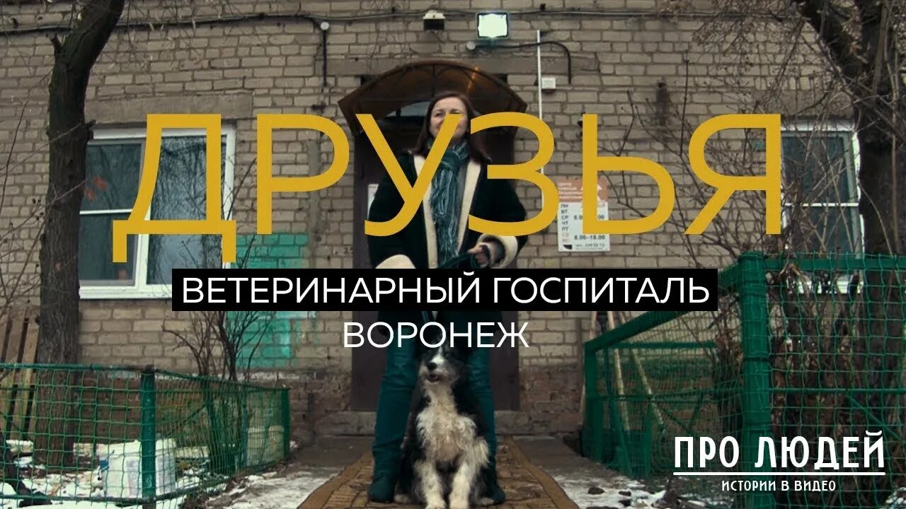 Ветеринарный госпиталь друзья Воронеж. Воронежский ветеринарный госпиталь 1 Воронеж. Друзья ветеринарная клиника Воронеж. Ветеринарная клиника на Лебедева в Воронеже.