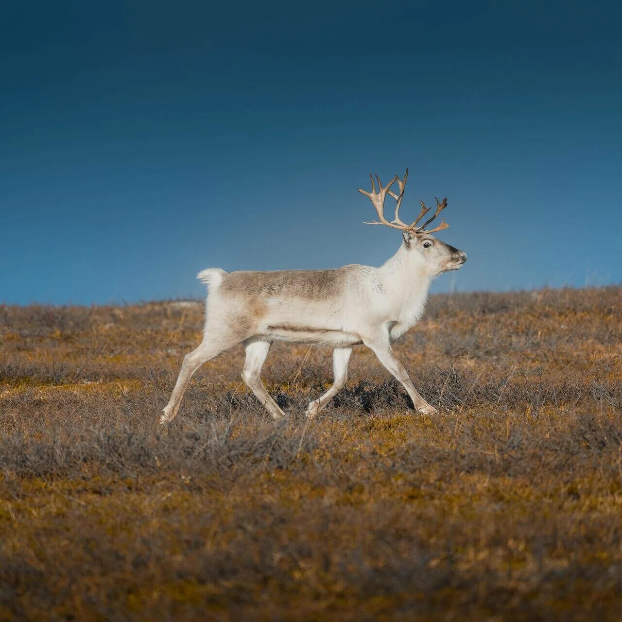 Олени в пустыне. Пустынный олень. Северный олень Норвегия. Norway White Reindeer. White Reindeer.