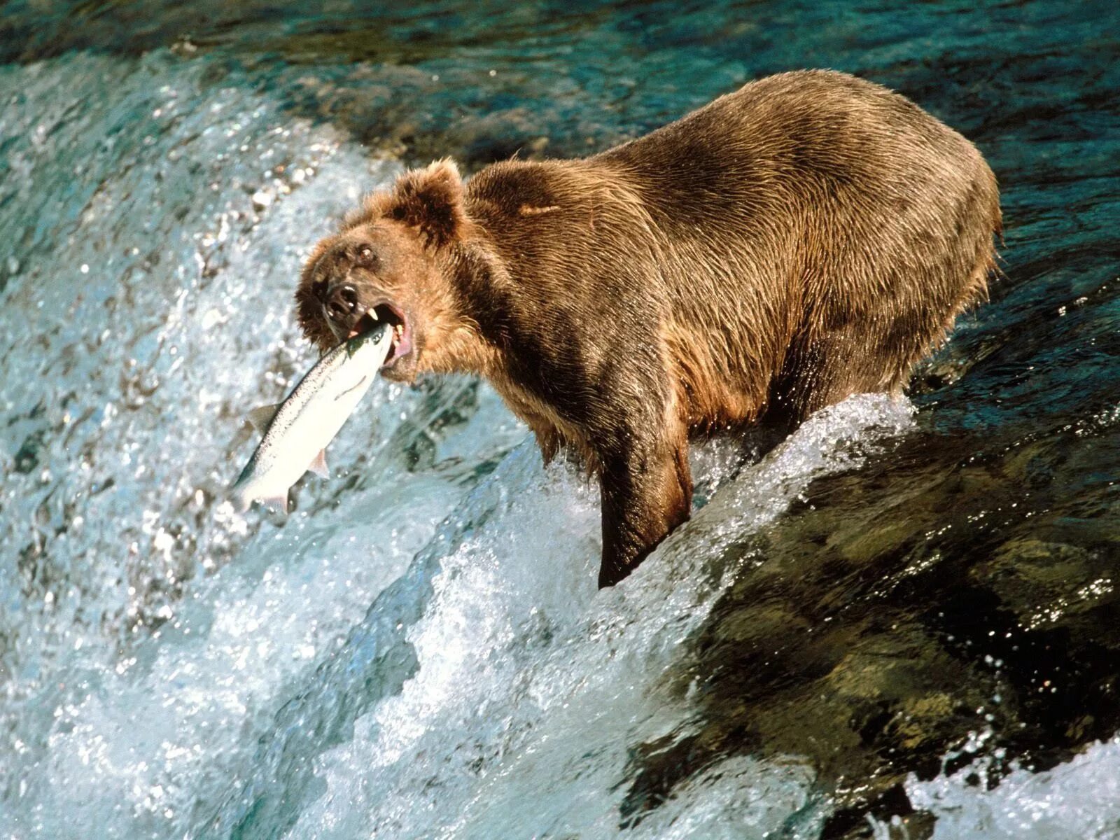 Жизнь медведя. Жизнь медведя. Гризли и бурый медведь. Маленький медведь. Образ жизни бурого медведя.