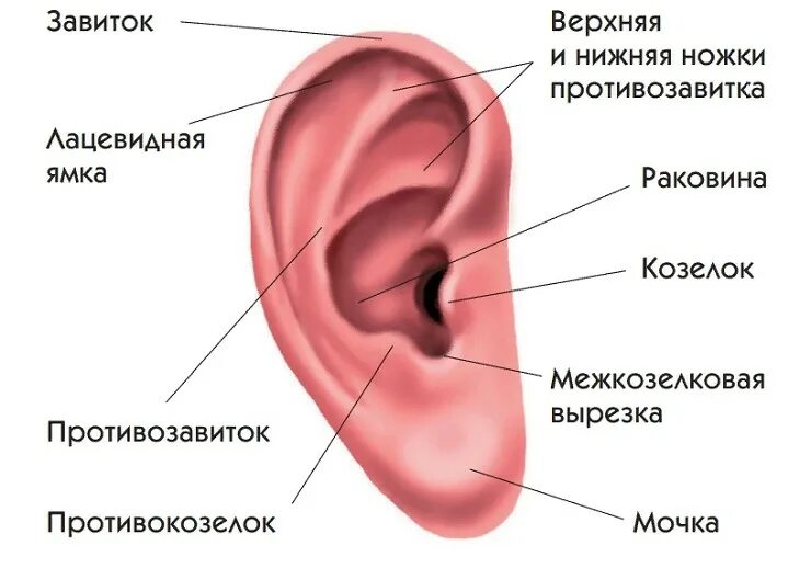 Наружное ухо человека состоит из. Строение ушной раковины человека схема. Строение ушной раковины человека анатомия. Строение наружного уха анатомия. Схема строения уха ушной раковины.