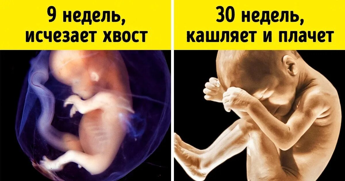 Малыш в утробе матери. Ребёнок 30 неделя беременности в утробе.