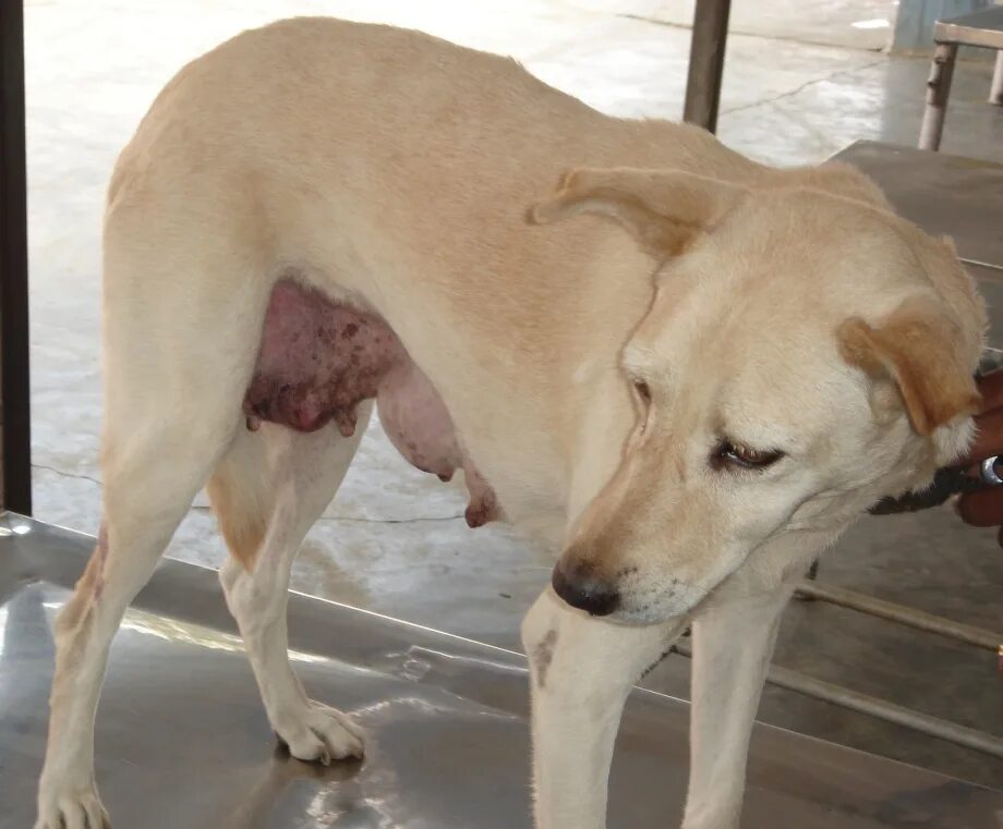 Почему у собаки резко. Собака линяет. Синдром кушинга у бигля. Парез задних конечностей у собаки. Фолликулярный конъюнктивит у собак.