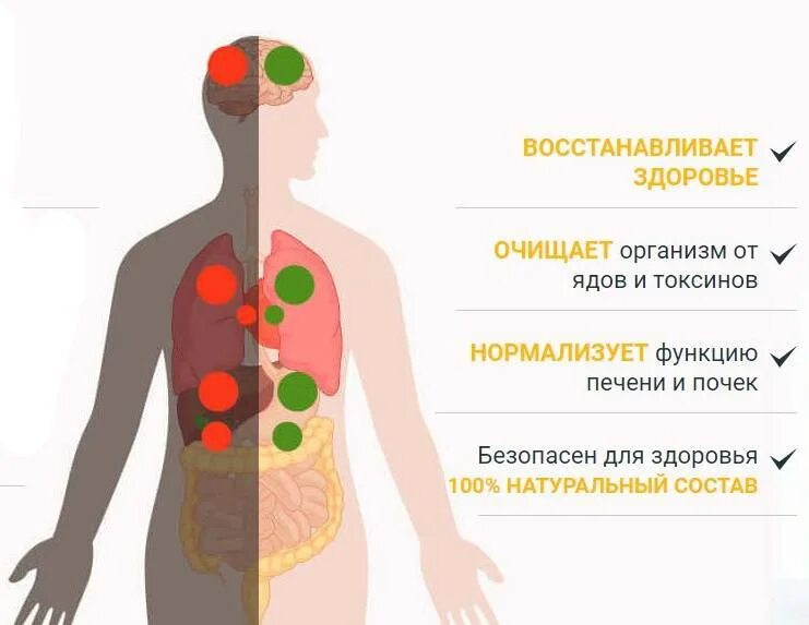 Как организм человека очищается. Выведение токсических веществ из организма. Выводить токсины из организма. Восстановление организма. Вывод токсинов из организма.