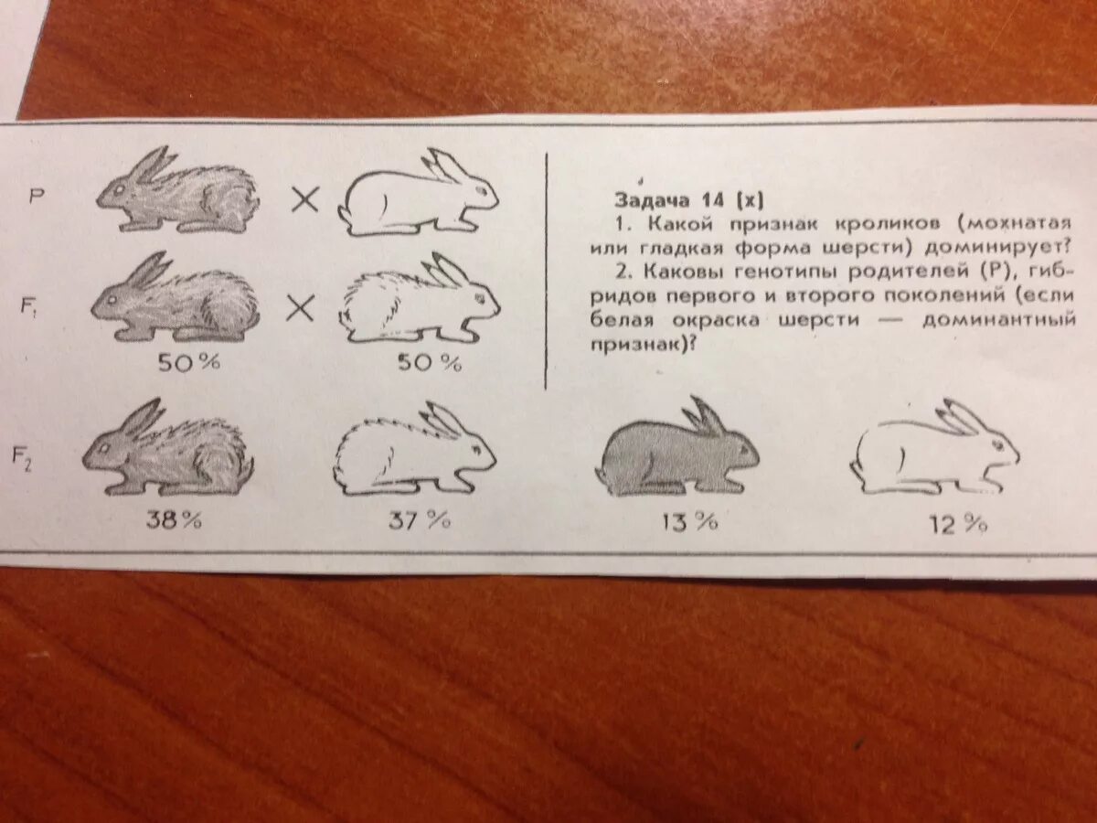 Наследование окраски шерсти у кроликов. Скрещивание кроликов задачи. Задача по биологии про кроликов. Задачи по генетике кролики. Селекционер скрестил гетерозиготную кошку с жесткой шерстью