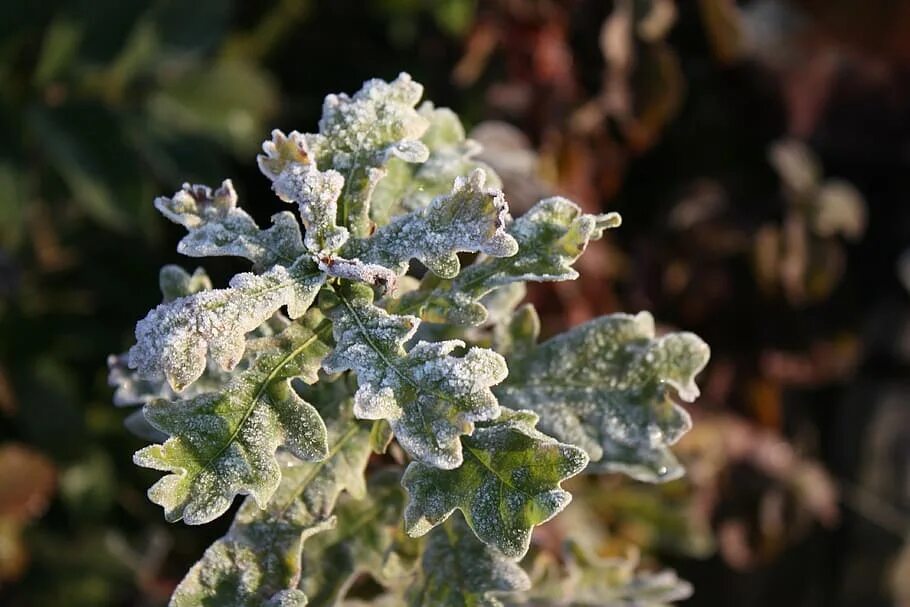 Мороз на растениях. Plant Frost. Цветы растения иней. Выпирание растений Морозом.