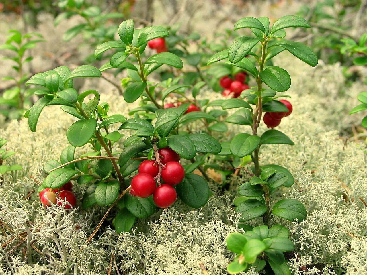 Кустарнички брусника. Брусника обыкновенная (Vaccinium Vitis-idaea). Брусника обыкновенная кустарничек. Клюква кустарничек.