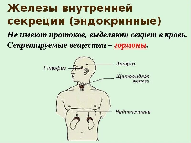 Гормоны желёз внутренней секреции. .Система желез внутренней секреции. Функции. Изображение желез внутренней секреции. Эндокринная система железы секреции. Жвс это