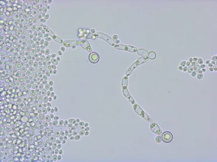 Днк candida albicans