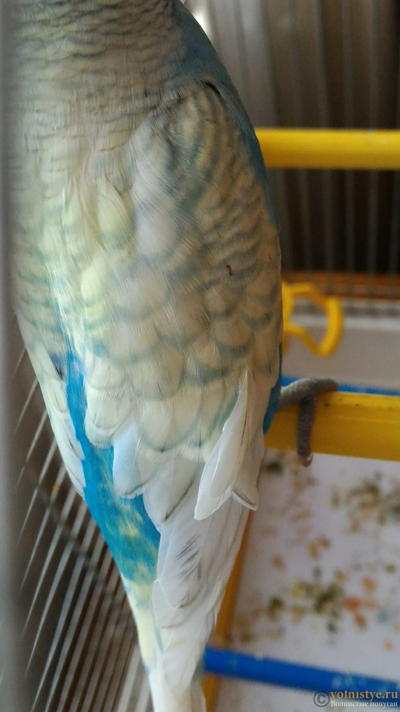 Над хвостом у волнистого попугая нарост. Хвост волнистого попугая. Шишка у волнистого попугая над хвостом. Хвост волнистого попугая. Маховые перья у волнистого попугая.