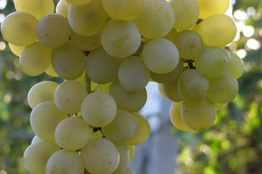 Crystal grape