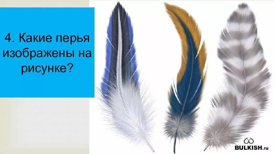 Огромное перо хср. Перья птиц. Птичье перо. Красивые перья птиц. Перо рисунок.