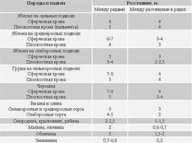 На каком расстоянии можно сажать яблони. На каком расстоянии садить яблони друг от друга. На каком расстоянии сажать черешню от яблони. Вишня расстояние между деревьями. Посадка смородины расстояние между кустами.