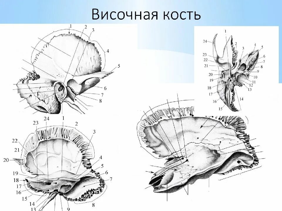 Тип соединения височной кости